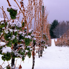 South Downs Cellars